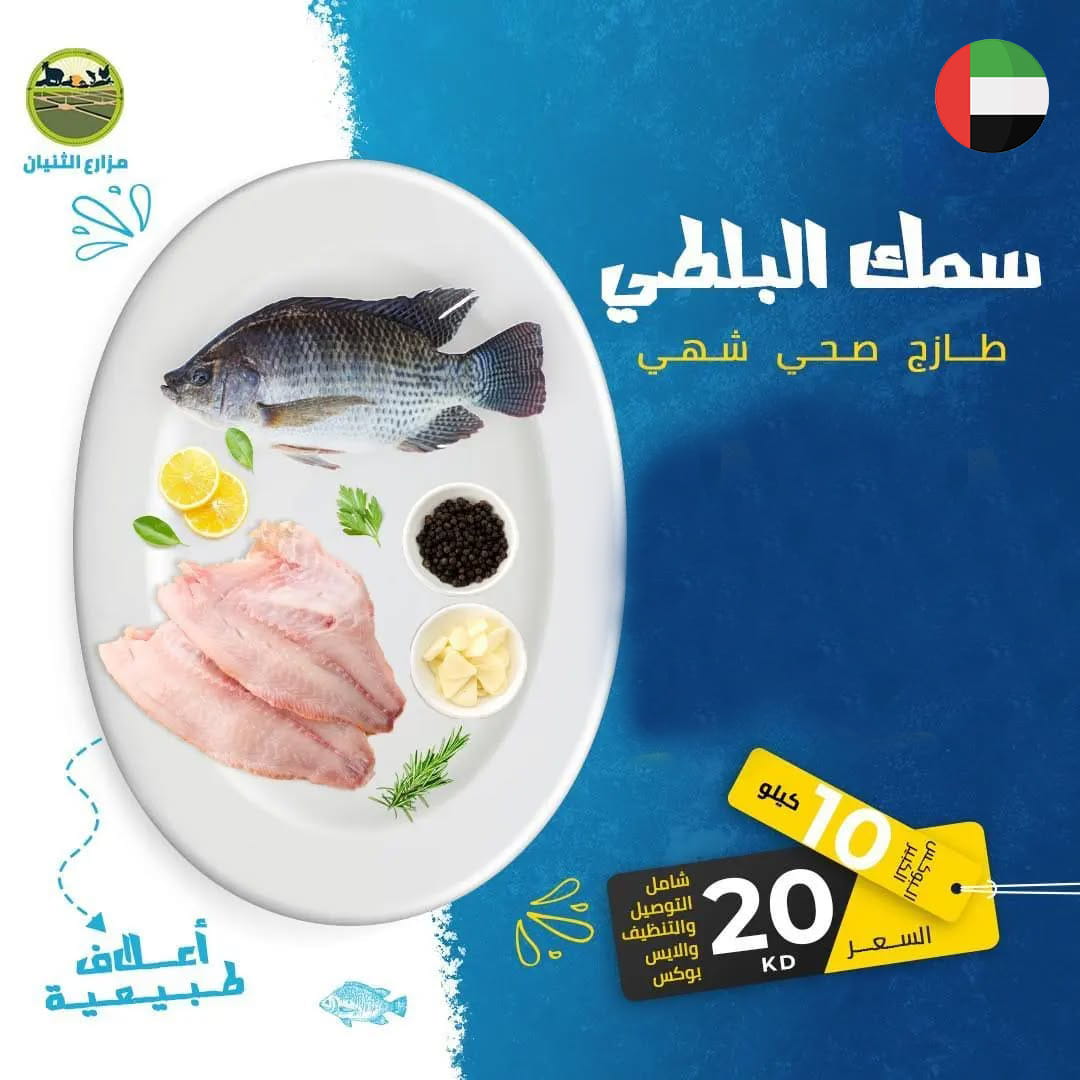 البوكس الكبير - سمك البلطي